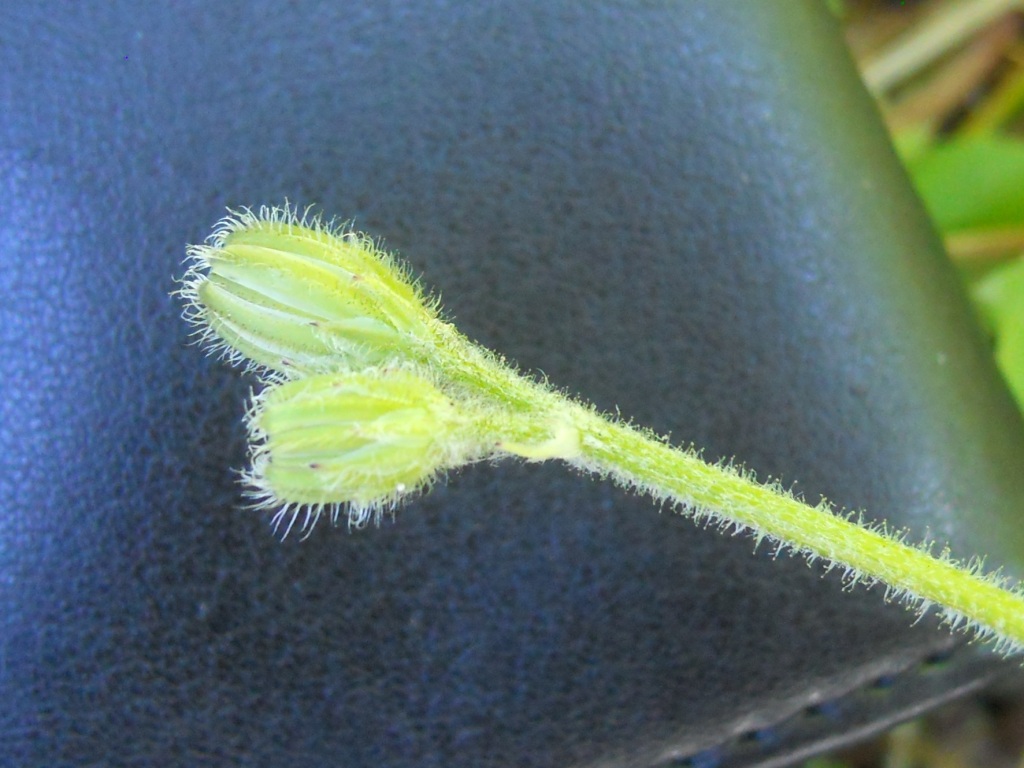 Crepis sancta